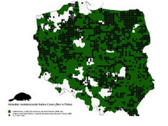 rdo: wg  Czech A, 2006. Bbr europejski (Castor fiber).Krajowy plan ochrony gatunku.