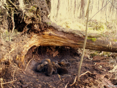 W Polsce najczciej gniazda zakadane s pod wykrotami, zwalonymi drzewami, w jamach w pobliu pni. 